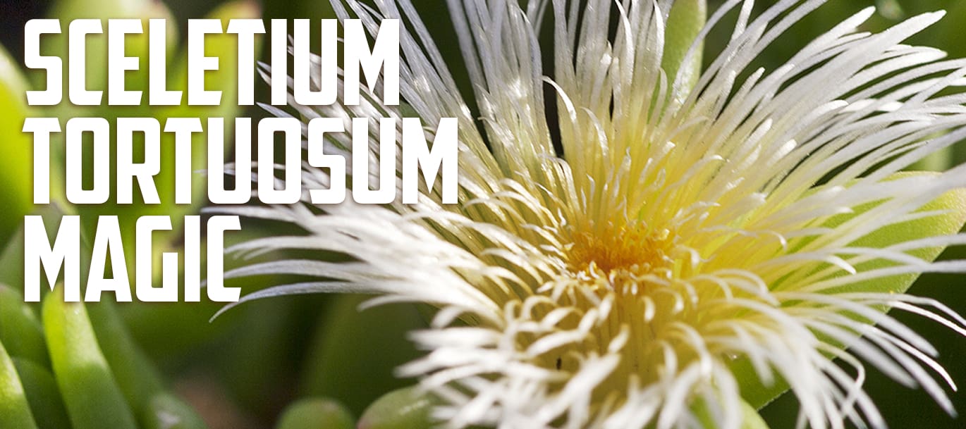 Sceletium Tortuosum Magic